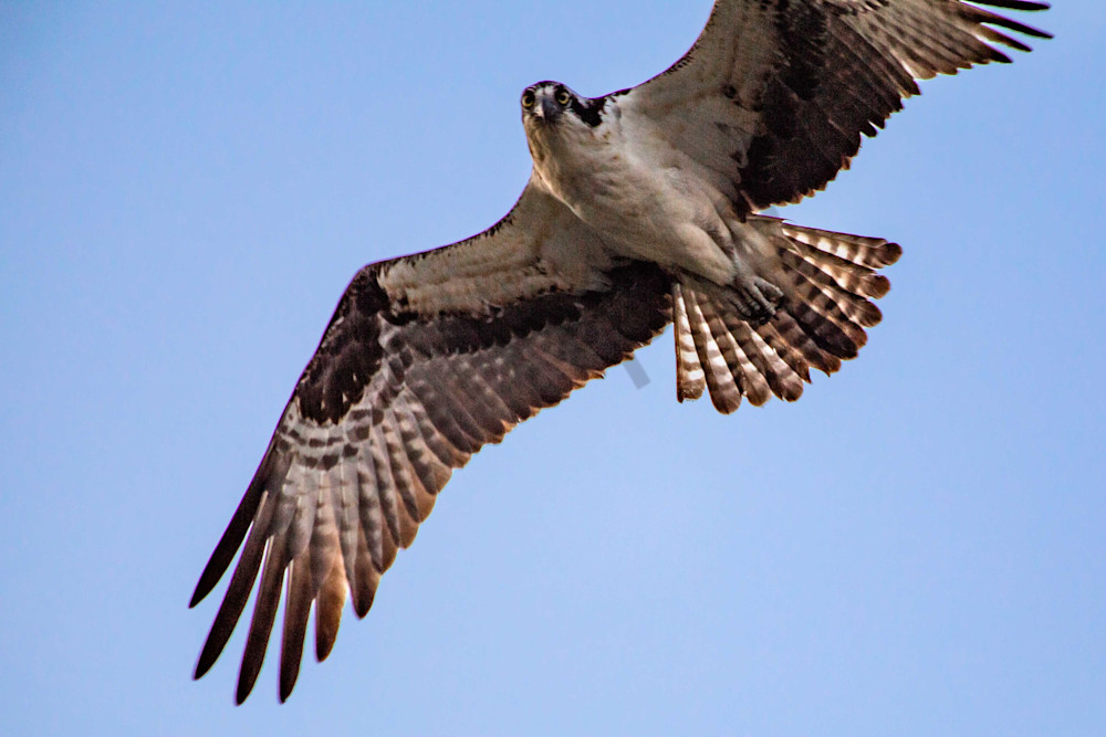 Eye Contact With An Osprey Photography Art | Photography by SC