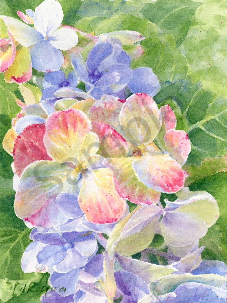Summer Hydrangeas Art | Nancy Reyna Fine Art