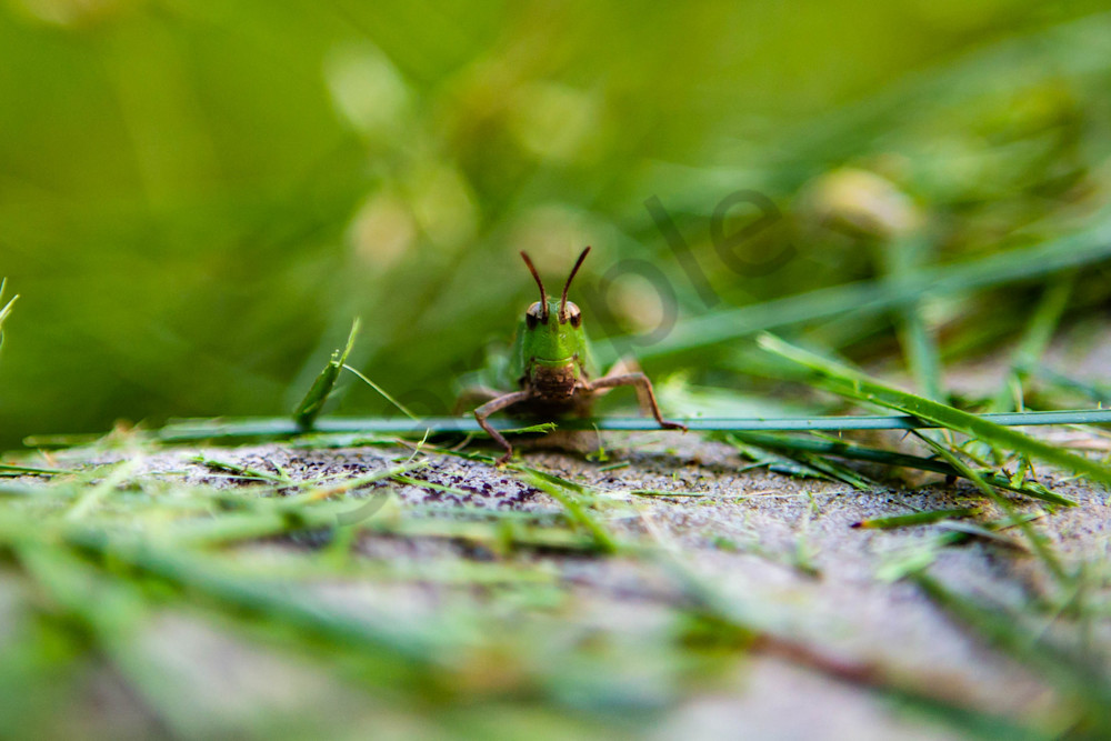 Grasshopper Portrait Photography Art | Photography by SC