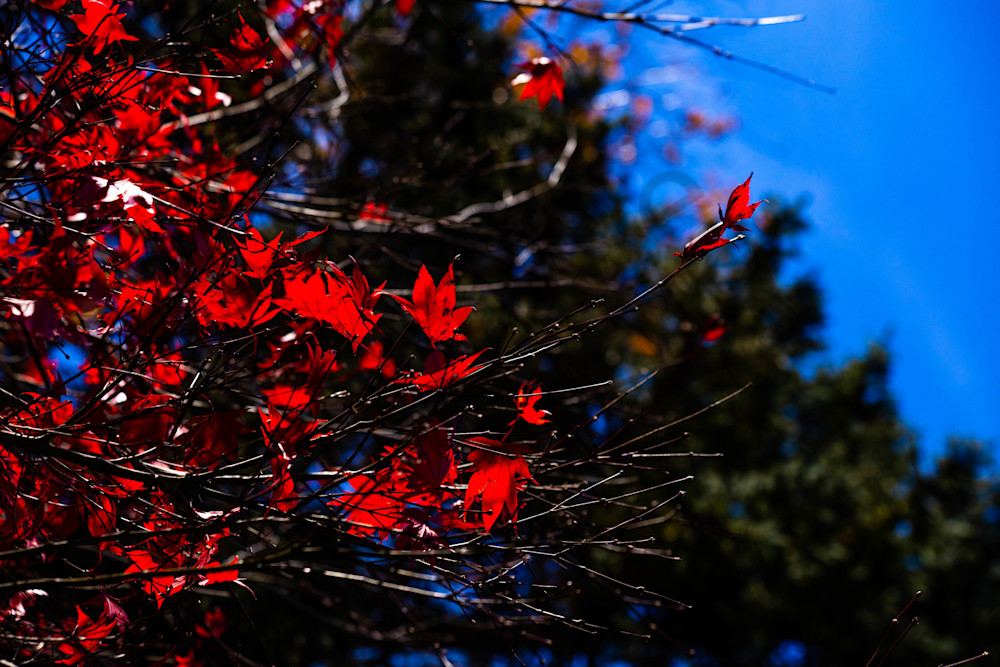 Red Leaves And Blue Sky Photography Art | Photography by SC