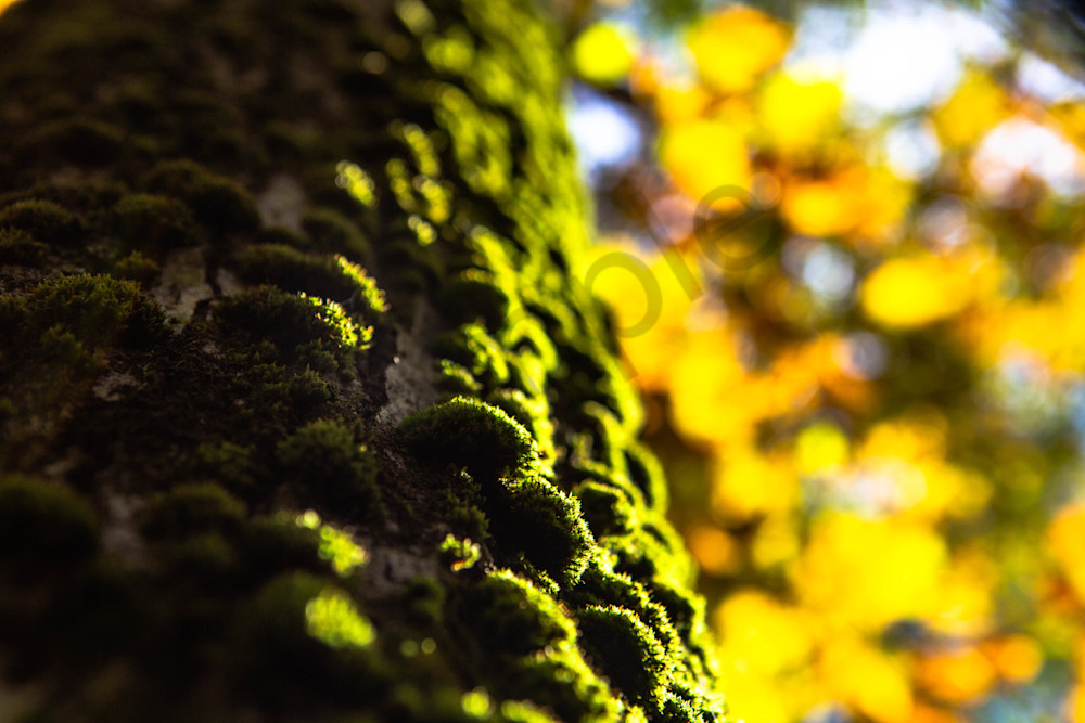 Autumnal Moss Photography Art | Photography by SC