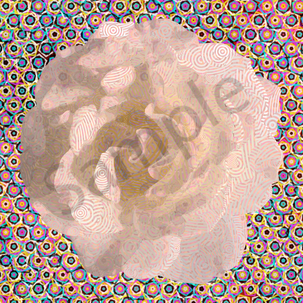Peter Mc Clard   Perfect Rose 1 7113 181825 2 Art | Werlin Design Group, LLC dba Brilliance Gallery