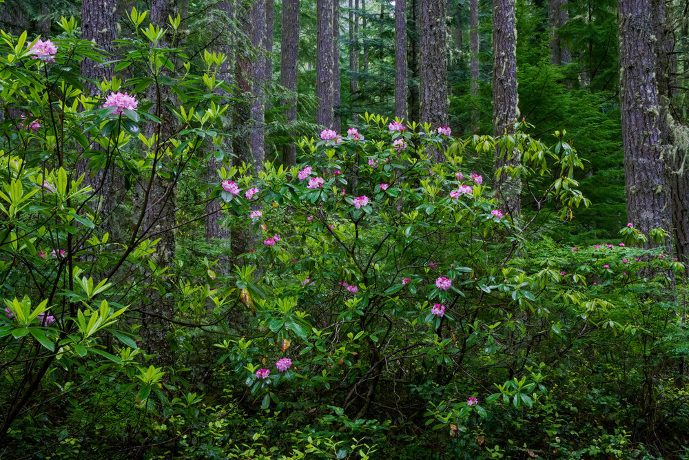 Rhododendron of the forest