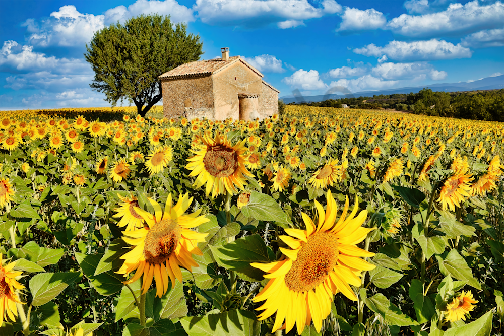 Art Print Mornas Provence France Stone House and Sunflowers