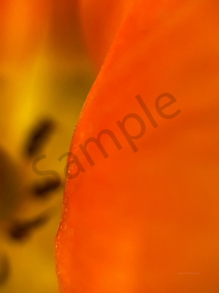 Shop Orange Tulip Macro Photo Fine Art Prints