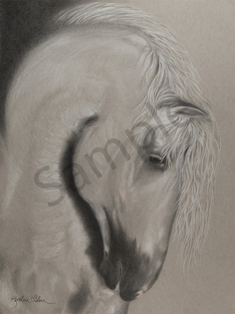 Andalusian Stallion Art | Kathleen Slaven Art
