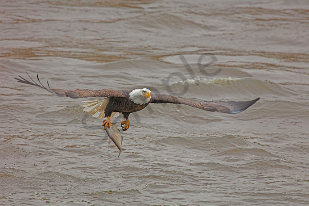 Natural Fishing Eagle
