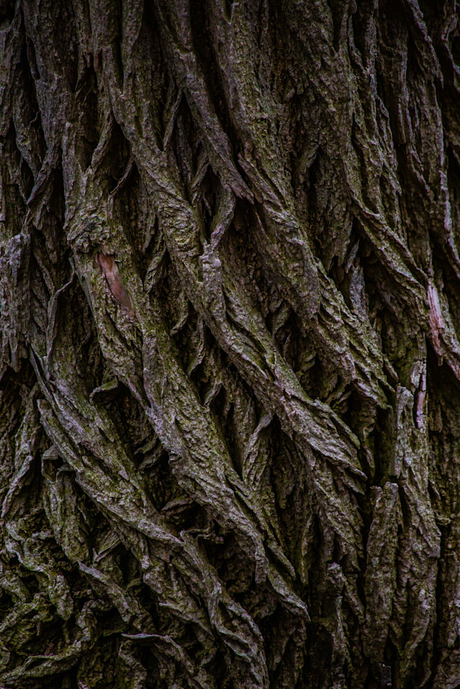 Tree Bark Close Up Photography Art | Photography by SC