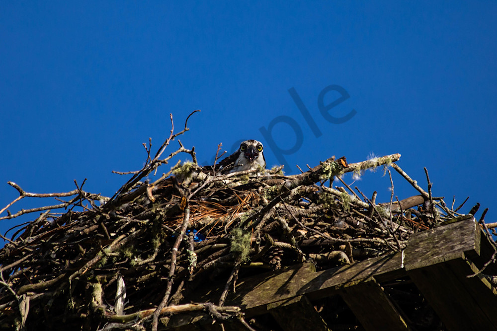 Curious Osprey Photography Art | Photography by SC