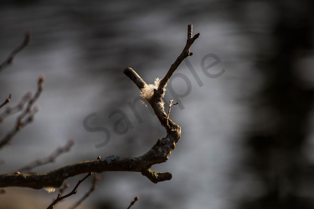 Fluffy Feather On A Branch   From A Bird Or An Angel? Photography Art | Photography by SC