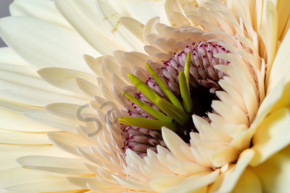 Unique macro photo of Gerbera Daisy flower for sale by Barb Gonzalez Photography*