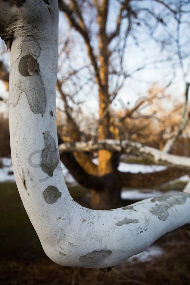 Close Up On A Branch Of The Pinchot Sycamore Photography Art | Photography by SC