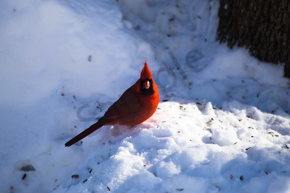 Eye Contact With The Red Cardinal Photography Art | Photography by SC