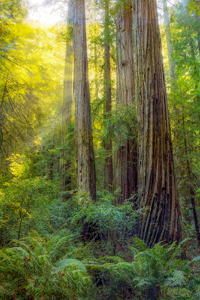 Redwood Forest Art | Cunningham Gallery