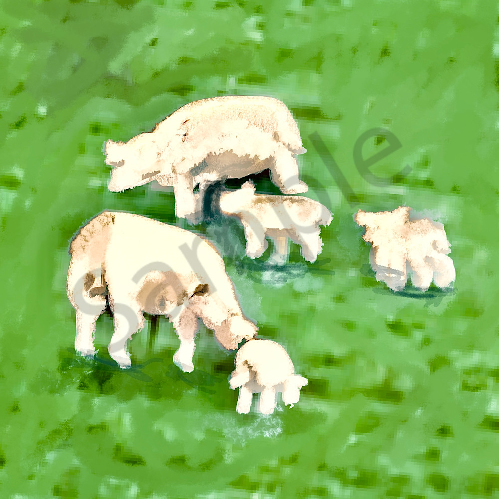 Sheep, Ewes And Lambs Art | Carolyn Allen