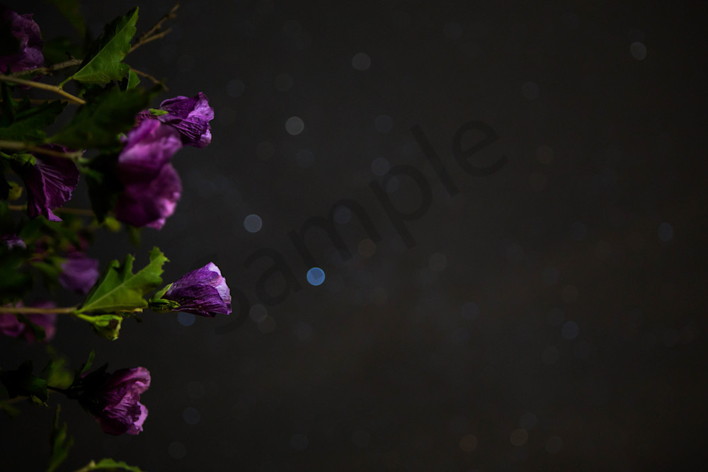 Rose Of Sharon Flowers And Stars Version 1 Photography Art | Photography by SC