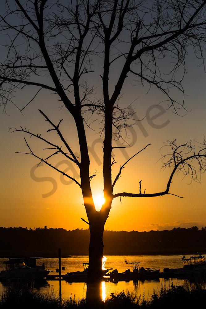 Sunset Caught In The Tree Photography Art | Photography by SC