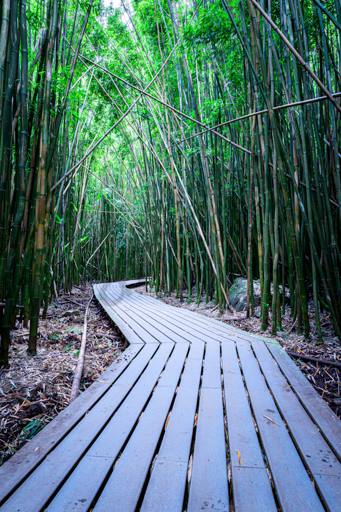 Bamboo Forest Vertical by Leighton Lum | Pictures Plus