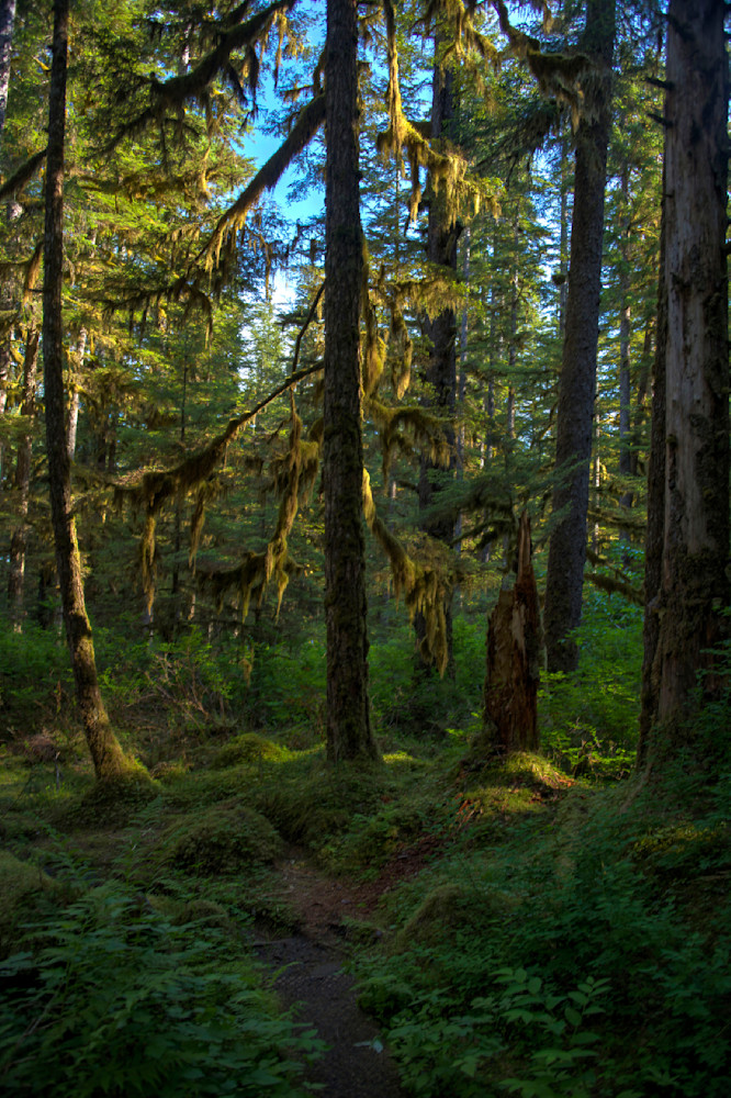 Forest Trail in Glacier Bay National Park