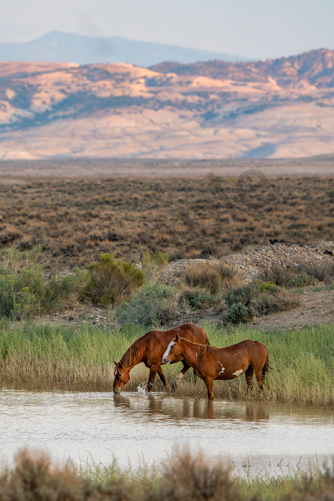 1462 Wild Mustangs Sand Wash Basin Photography Art | Cunningham Gallery