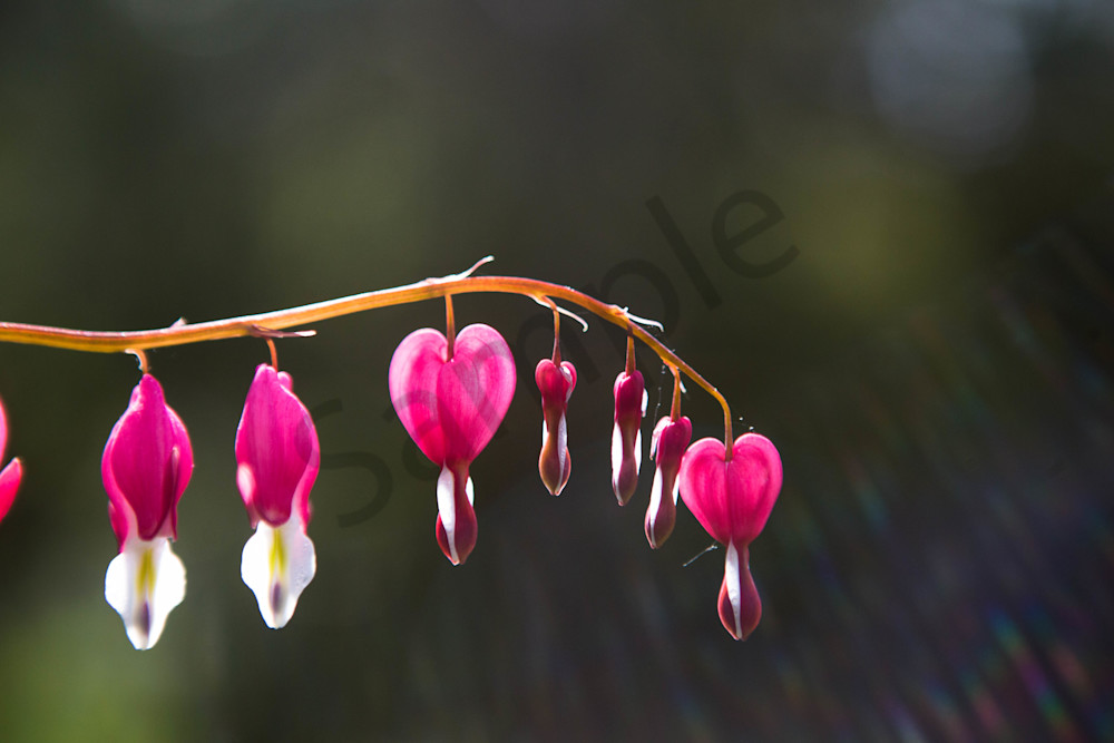 Bleeding Heart Flowers And Rainbows Photography Art | Photography by SC