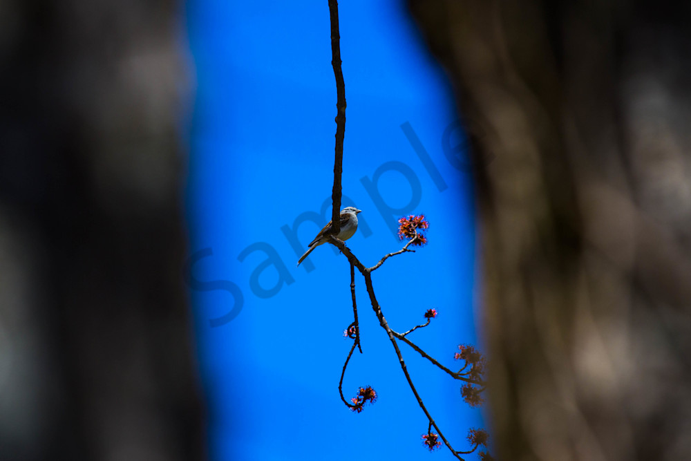 Birdsong In Springtime Photography Art | Photography by SC