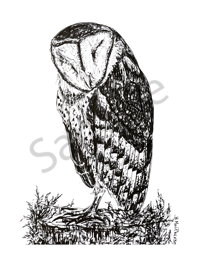 Sleeping Barn Owl  Art | B. MacPherson Studio