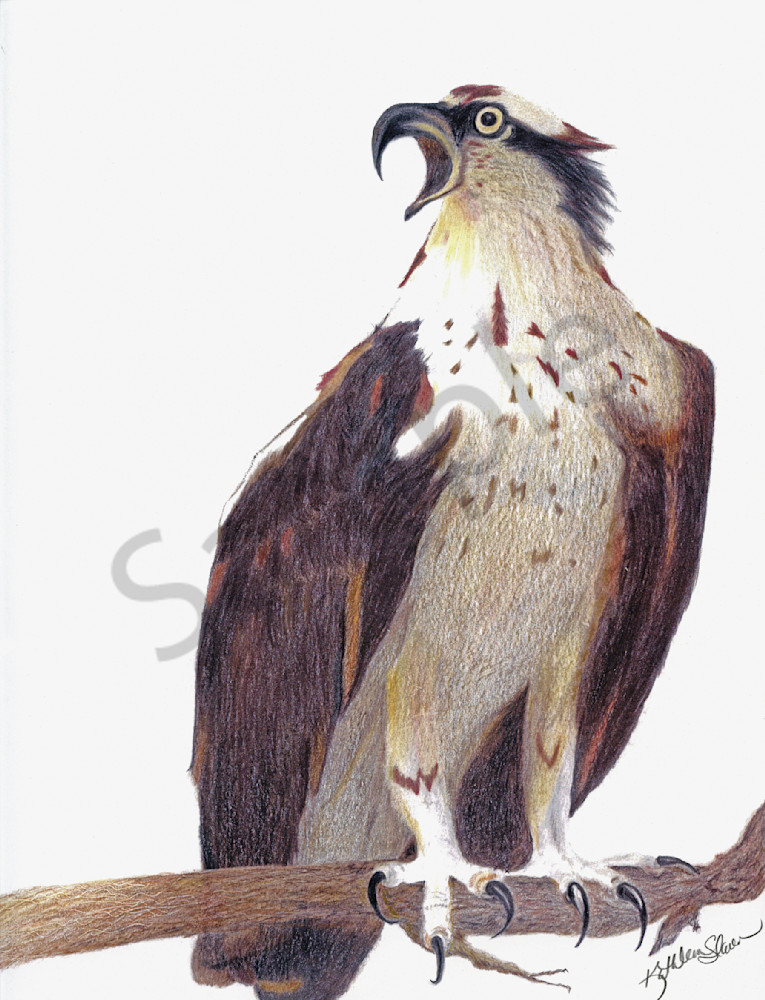 Calling Osprey On Branch Art | Kathleen Slaven Art