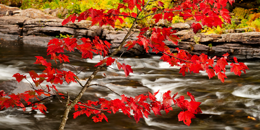 The Red Maple Art | Andrew Collett Photography