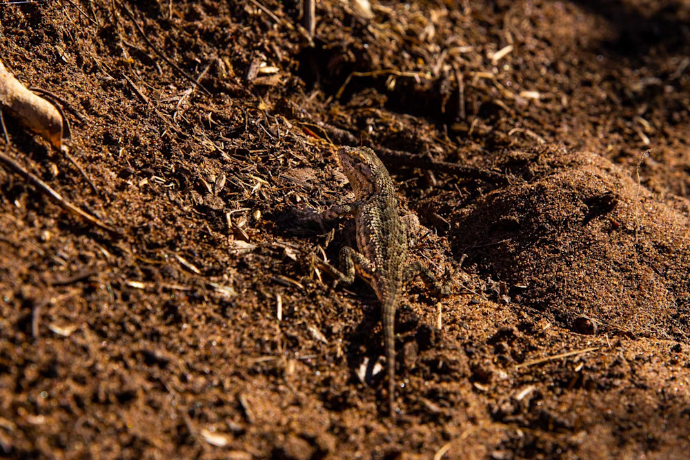 Western Fence Lizard Looking Over Its Shoulder At Me Photography Art | Photography by SC