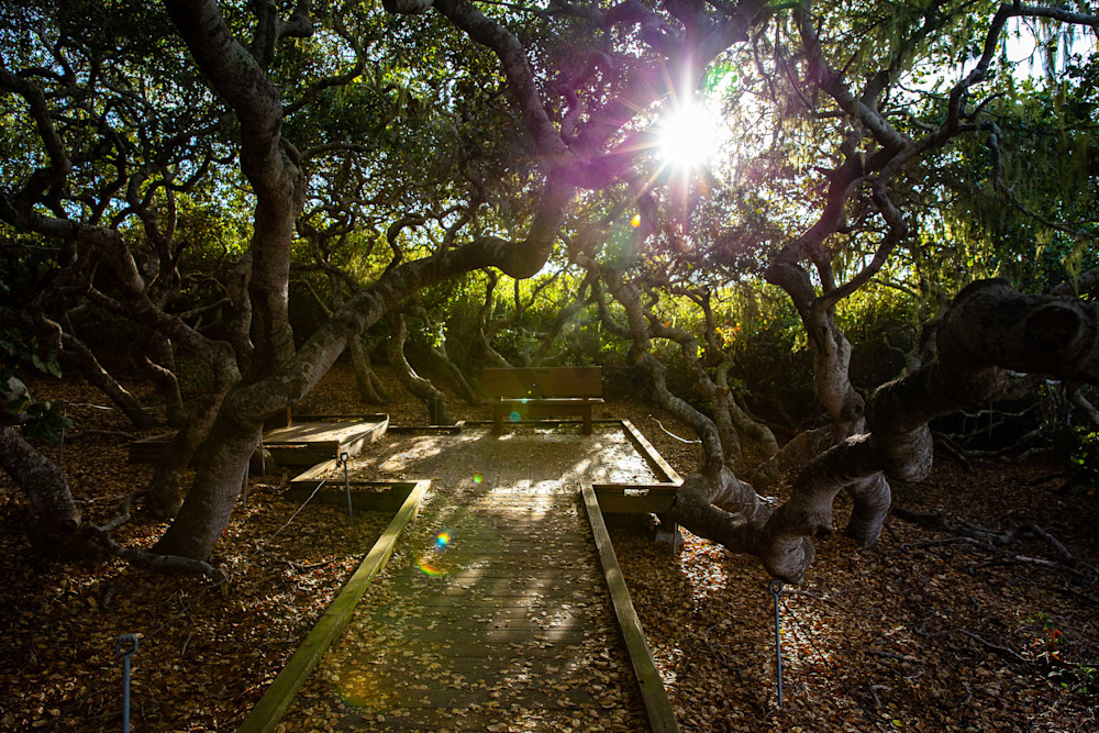 Bench In The Elfin Forest Photography Art | Photography by SC