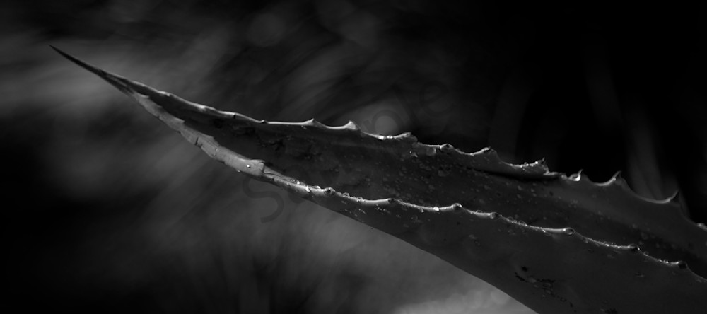 Succulants 02 Photography Art | RMaging Gallery Associates