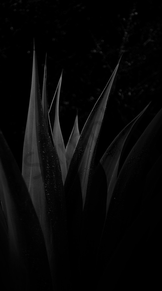 Succulants 01 Photography Art | RMaging Gallery Associates