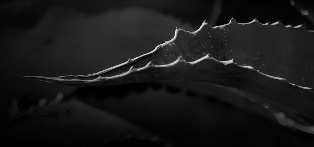 Succulant Seeks Rain Photography Art | RMaging Gallery Associates