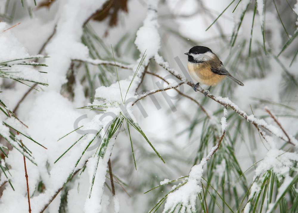 Chickadee on a  Snowy Pine Branch greeting card.