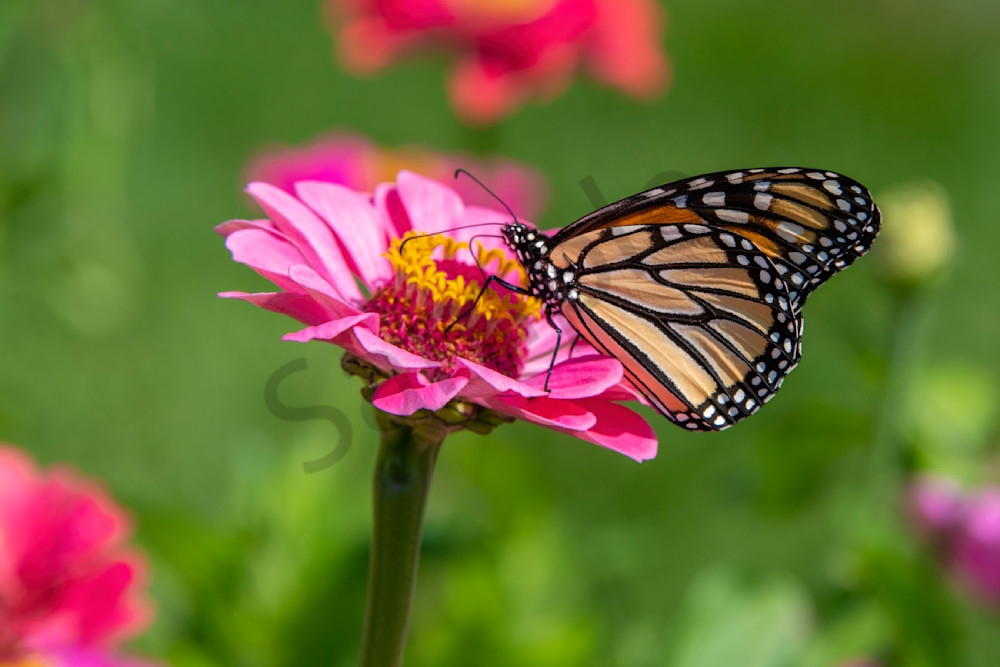 Monarch Butterfly on Zinnia in Highland Park