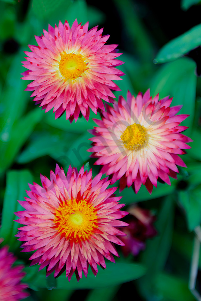 Rhodanthe, aka sunray or pink paper daisy, 
