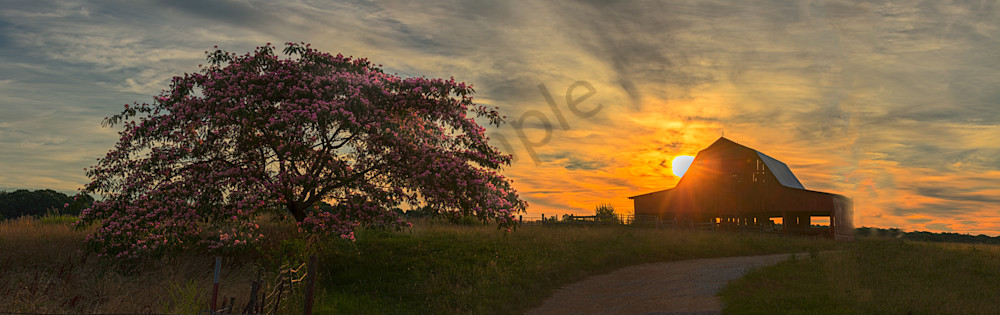 Mimosa Sunrise Panoramic