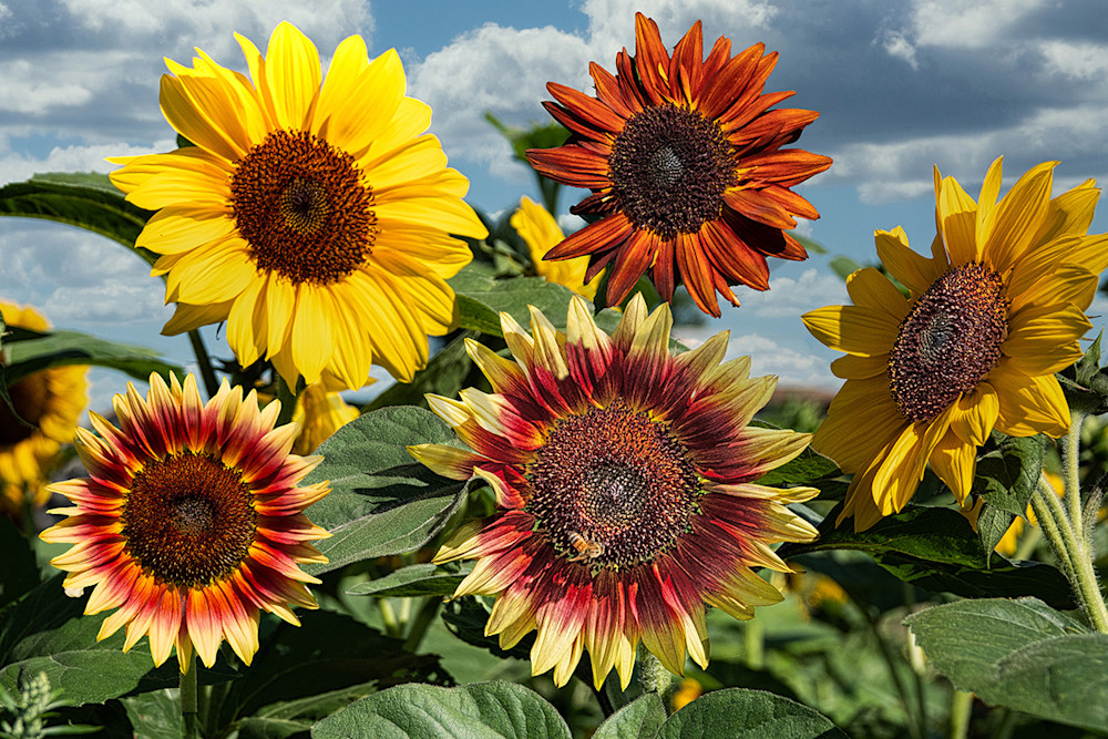 Beautiful Sunflowers Art | Cincy Artwork