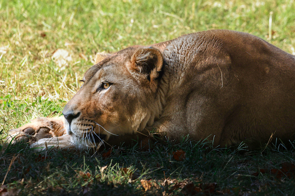 Lioness Photography Art | Nichole Nicolas Photography