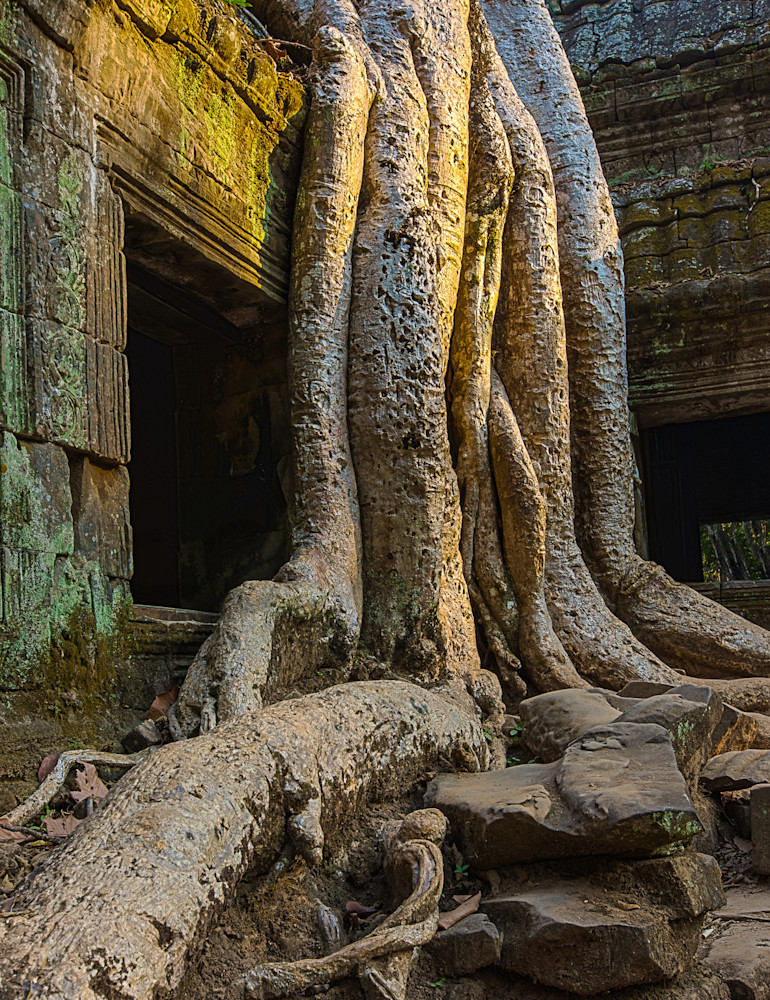 Rooted, Cambodia
