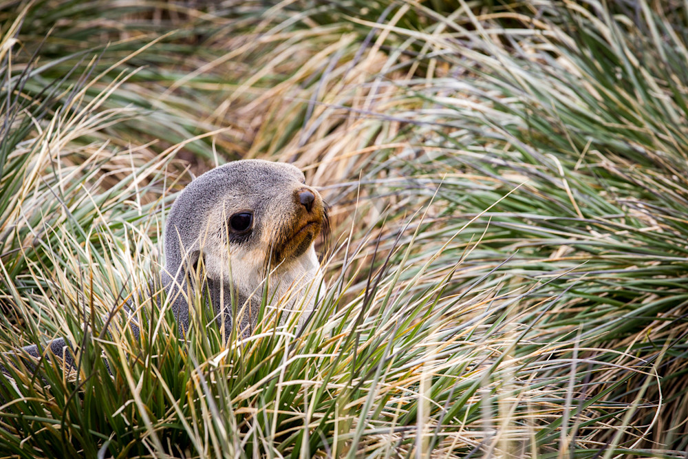 Peek A Boo Seal, South Georgia