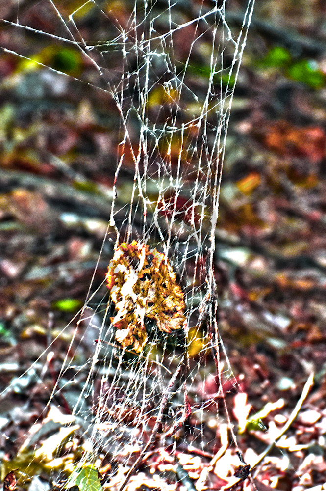 Spider Web Photography Art | Josh Blackman Photography