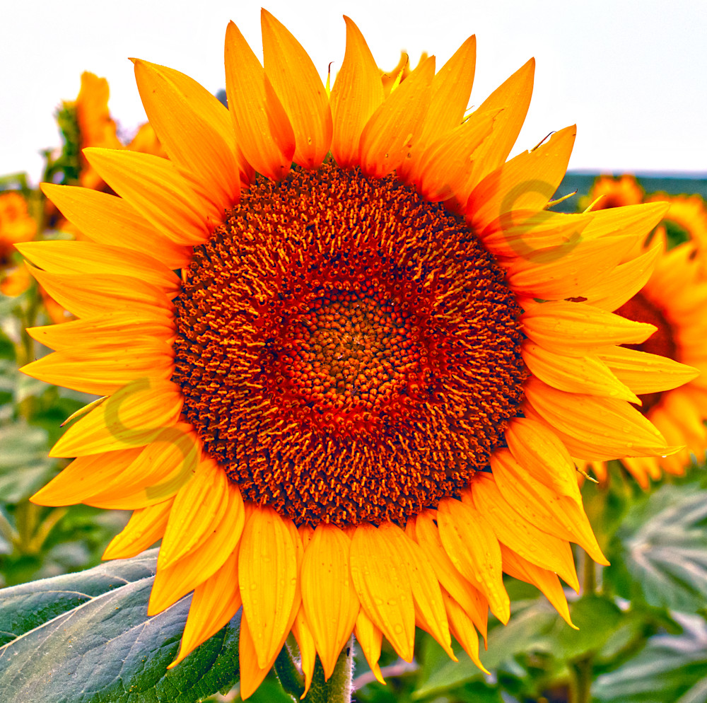 Sunflower Photography Art | Josh Blackman Photography