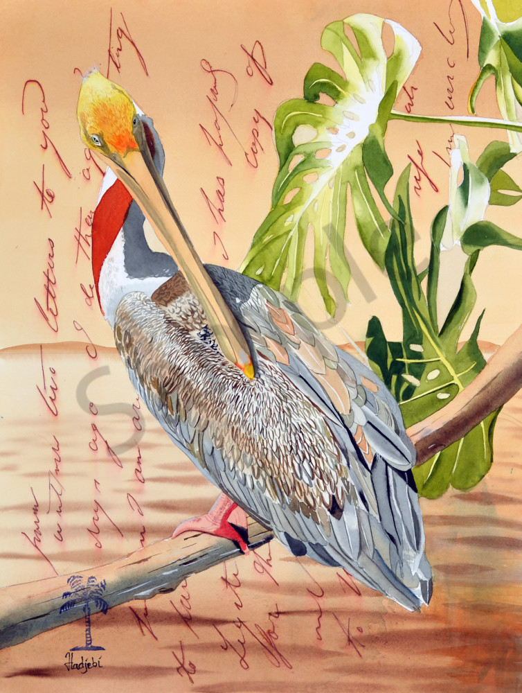 Meditations Of A Zen Pelican Art | watercolorsbyshah