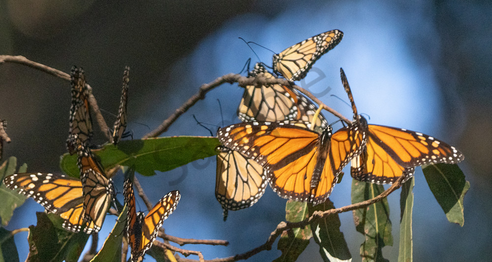 Monarch butterflies mug, tote, coasters|Barb Gonzalez Photography