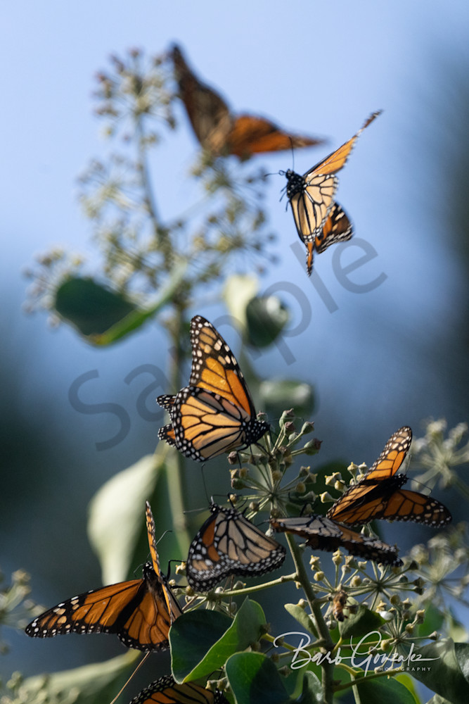 Delicate Monarch Butterflies Photo by Barb Gonzalez Photography
