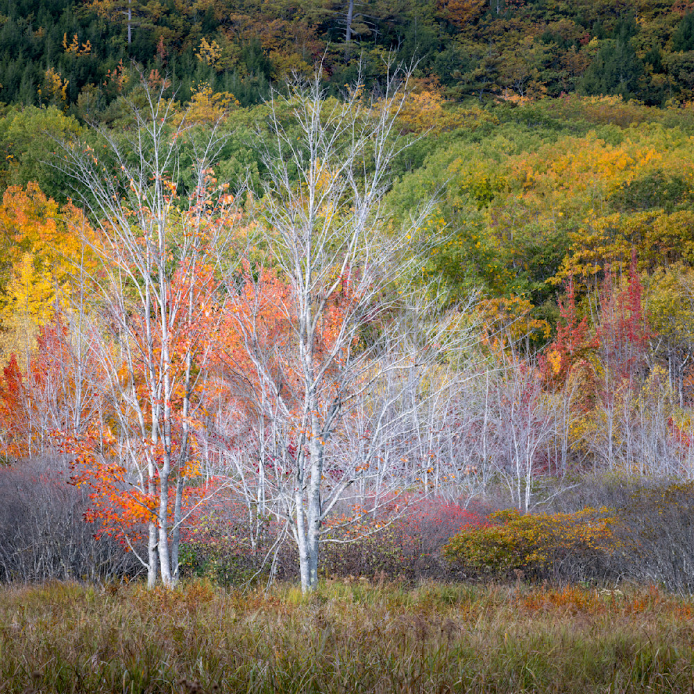 Autumn Textures Photograph