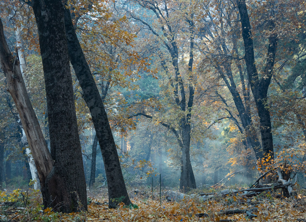 Yosemite Autumn Trees, Smoke Rays Photography Art | Barb Gonzalez Photography