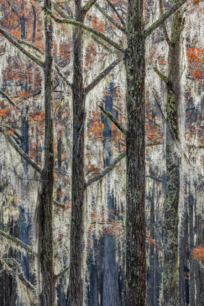 Cypress Textures Photograph